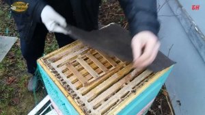 зимовка пчел. расплод в декабре. в ульях сухо.