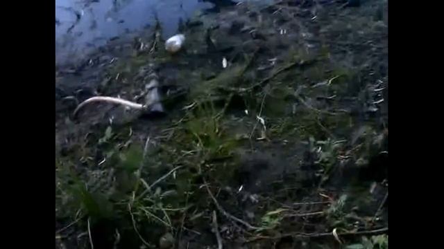 ВЫПУСКАЕМ ЧЕРЕПАХУ смотреть онлайн