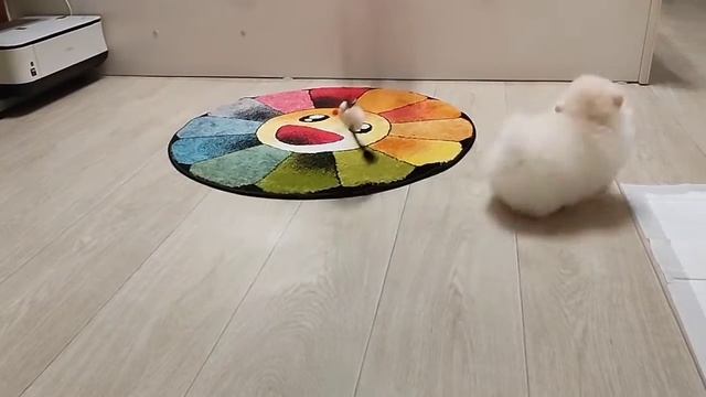 померанский шпиц мальчик мини 🔥