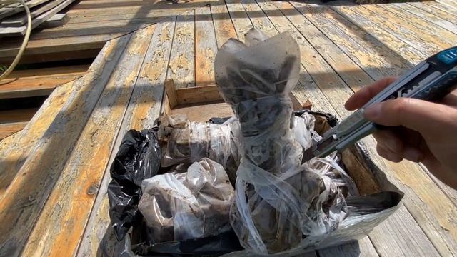 26 апреля - получил саженцы от Котковой Елены (Рязань), распаковка смотреть онлайн