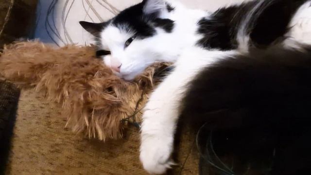 Пушистый кот спит на проводах от гирлянды. Почему? Ведь рядом есть более удобные места смотреть онлайн