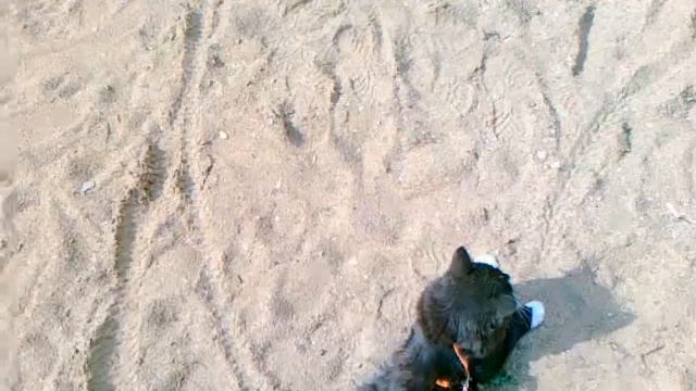 КУСЯ И СОЛНЕЧНАЯ ВАННА смотреть онлайн