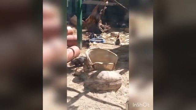 Едем в Харьков, в Экопарк Фельдман! (1часть.)🥰🥰🥰🥰❤️❤️ смотреть онлайн