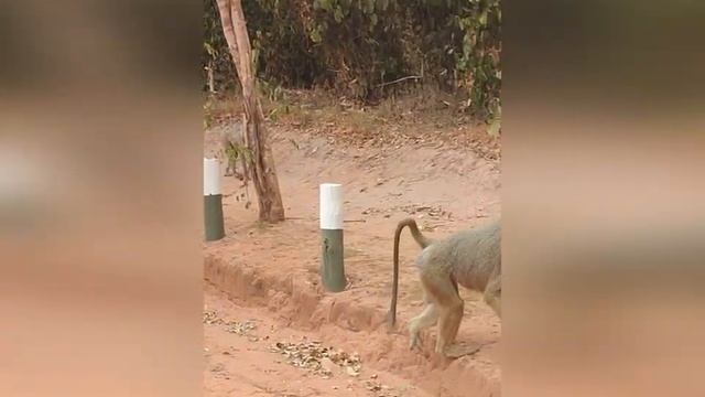 Kitesurfing Kenya KiteBro Кения смотреть онлайн