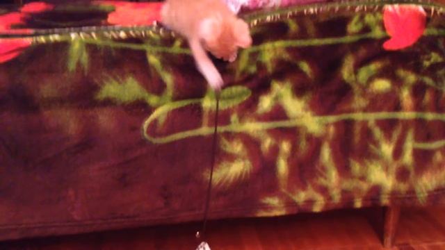 Умный кот. Удачная рыбалка