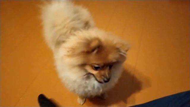 померанский шпиц как воспитывать уход питание