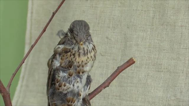 Проект "Удивительный мир красоты, национальных традиций и творчества" смотреть онлайн