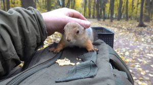 О волшебном парке, в котором живут белки