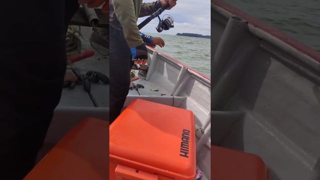 pulo kera santubong. parek 12kg rod shimano+spinning banax 5000 main line bakley 40 lb смотреть онлайн