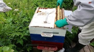 пчеловодство, однокорпусное содержание, СУПЕР МАРКЕР метим матку