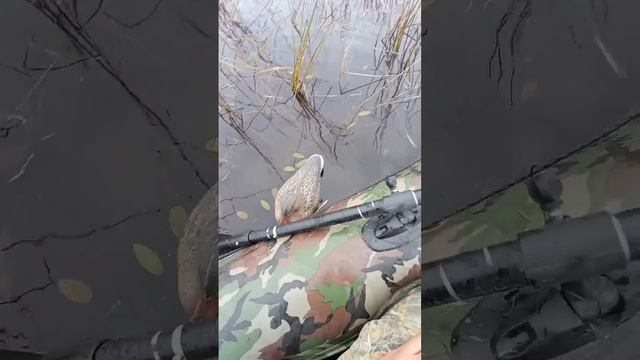 Лучшая охота на утку