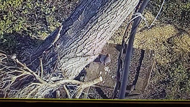 птичья опера зимой смотреть онлайн