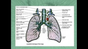 Анатомия лимфатической и иммунной систем.