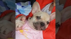 Девочка Французского Бульдога