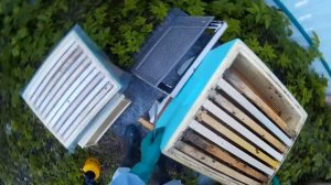 пчеловодство подсадка плодной матки Карника Тройзек 1075 под колпачок