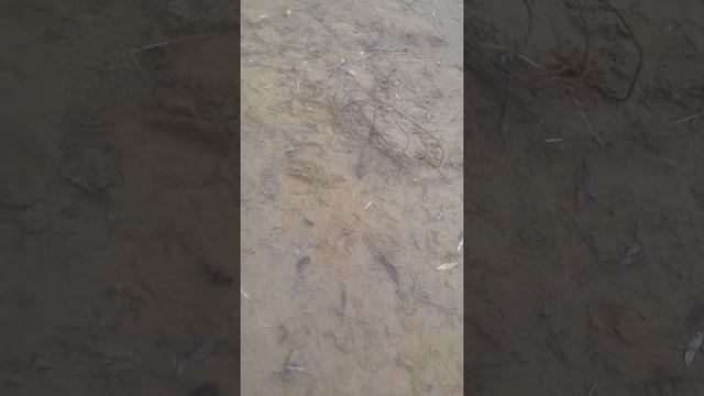 Пошли на рыбалку и нашли удочку