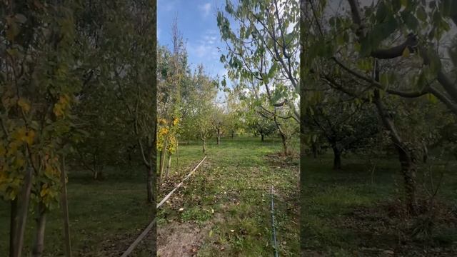 🌳 Два дома на одном участке/ Краснодарский край/ Тимашевский район