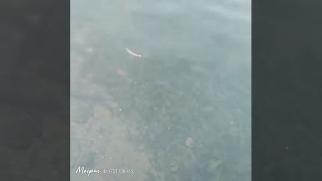 Силиконовая приманка WADIREN Easy Shiner смотреть онлайн