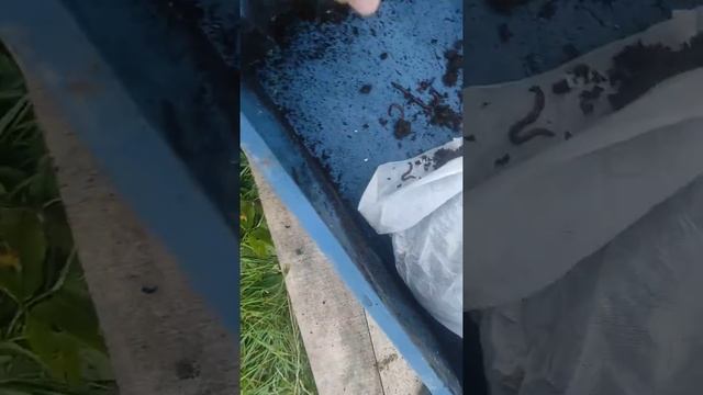 3 СЕМЬИ ОТ WORMCHEB 3.08.2021 смотреть онлайн