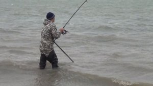 Ловля крупного белого амура, 7,3 кг