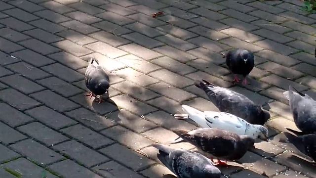 Голубенок СТёпка - трое суток на воле смотреть онлайн