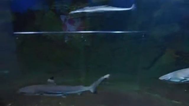 Аквариум Севастополь. Крым. смотреть онлайн