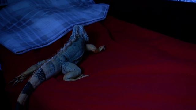 игуана чилит и разбивает айфон смотреть онлайн