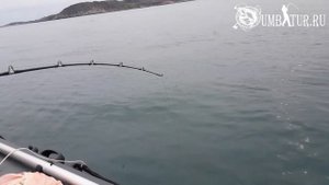 Вольостров, Рыбалка на Треску