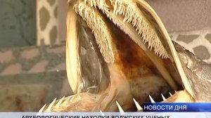 Новые экспонаты в музее "Эволюционной экологии и археологии"