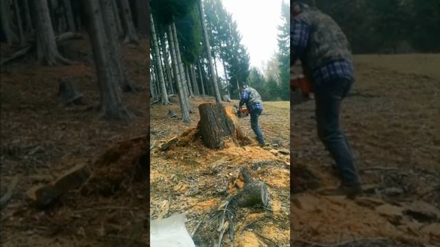 STIHL 661 vs OLEOMAC 360 смотреть онлайн