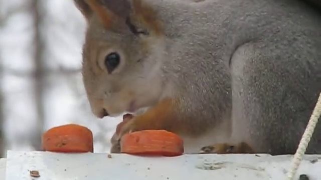 Белка смотреть онлайн