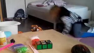 подруга мучает хорька