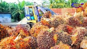 Россия отказалась от использования технического пальмового масла при производстве продуктов питания