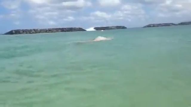 Mr Fish Ocean Swimming intermediate level смотреть онлайн