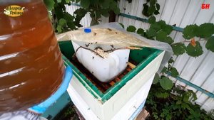 пчеловодство, закорм пчел в зиму, есть нюансы