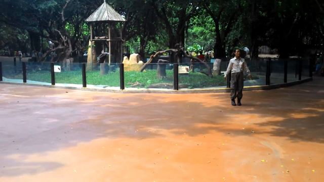 Birds in Chimelong Safari Park. смотреть онлайн