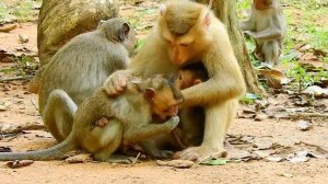 OMG..! Adorable baby Rex Very brave to a big monkey and running very strong baby