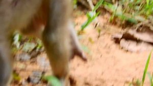 What happen on baby? cute little baby very brave , baby monkey Peter