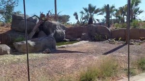 sharjah safari park,spinning forest #sharjah #safaripark #spinny #forest #uae