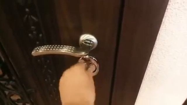 Металлическая дверь Русь смотреть онлайн