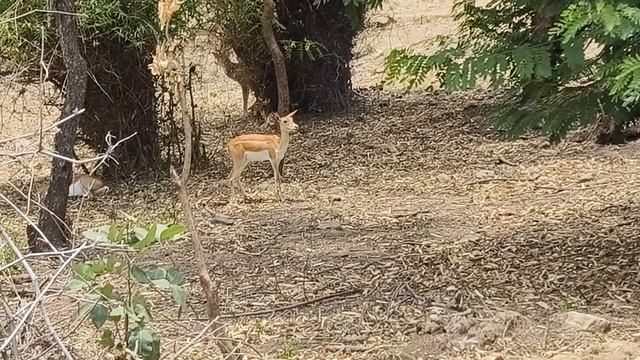 Types of Deer 🦌🦌 @ Rajgir jungle safari#nalanda #souravjoshivlogs #attitude смотреть онлайн
