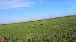 открытие охоты на перепела 2023