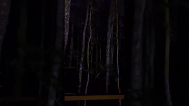 Part 2. Night Safari @ Cebu Safari Adventure Park