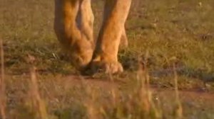 The Hunt: Lioness vs Full-Grown Buffalo Showdown