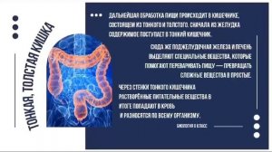 8 класс биология. Пищеварительная система. Мадыбекова Б 8З