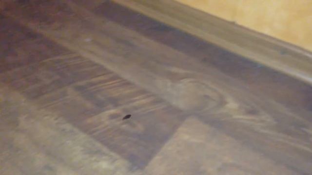 Таракан в садике Деснянского р-на Киева. смотреть онлайн