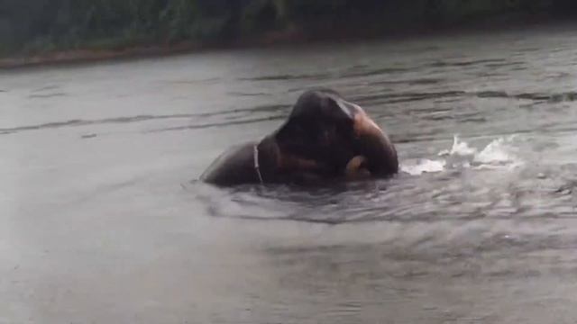 the Best activities around Bangkok | Elephant ride and bathing | Bangkok Best travel смотреть онлайн