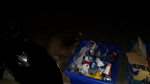 Brave Raccoon Rips up Garbage Right in front of Person!! смотреть онлайн