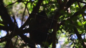 Monkey relaxing high on tree in crown. Shelter from sun in shadow. Animals in Safari park, South