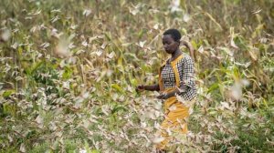 В Кении небывалое нашествие саранчи